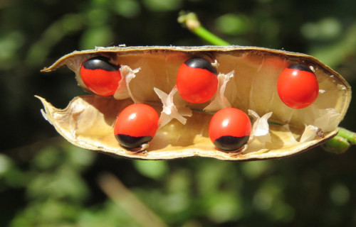 Rosary Pea, Abrus precatorius