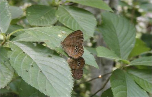 Saint Francis' Satyr Butterfly, Neonympha mitchellii francisci