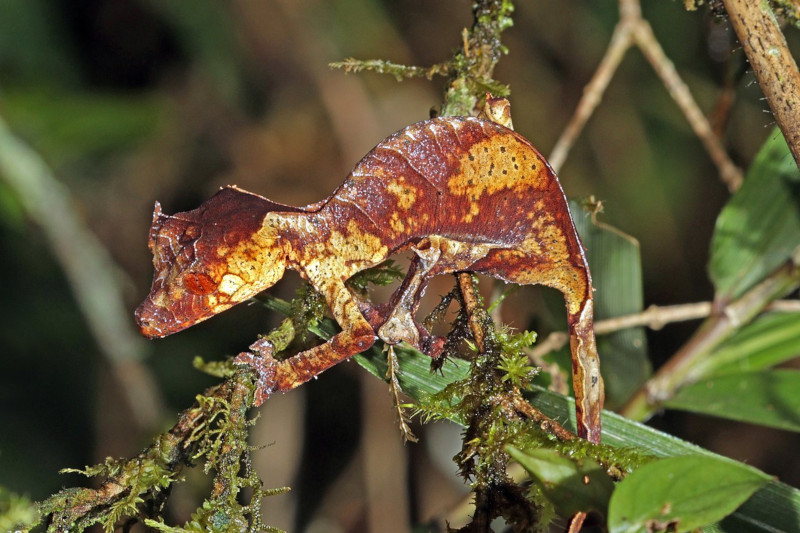 Satanic Leaf-Tailed Gecko, Uroplatus phantasticus