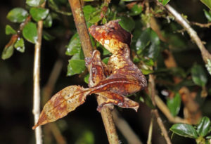 Satanic Leaf-Tailed Gecko, Uroplatus phantasticus