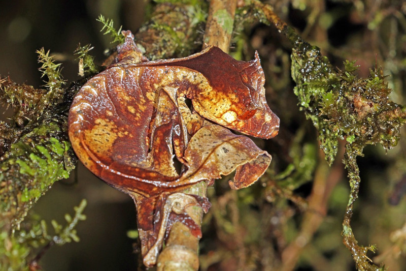 Satanic Leaf-Tailed Gecko, Uroplatus phantasticus