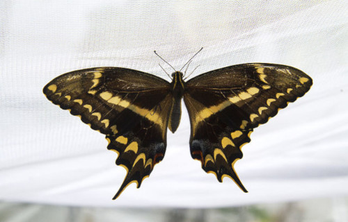 Schaus Swallowtail, Heraclides aristodemus ponceanus