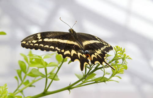 Earth's 7 Rarest Butterflies