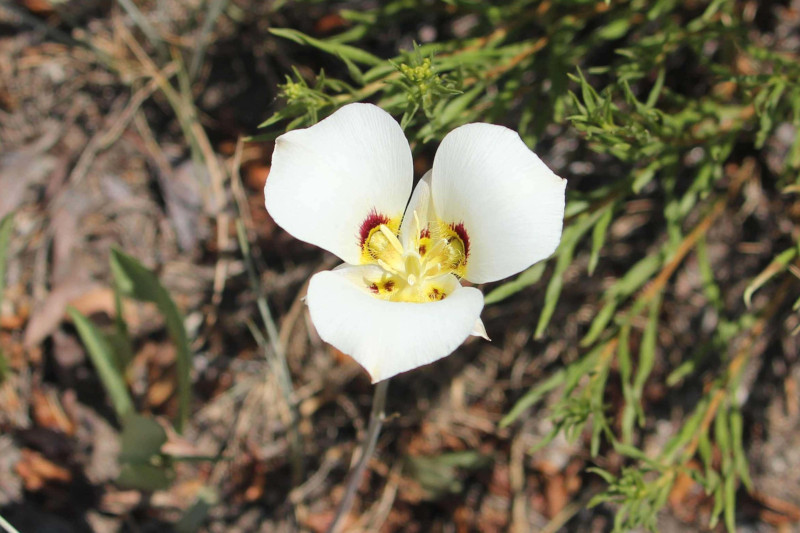 Sego Lily, Calochortus nuttallii