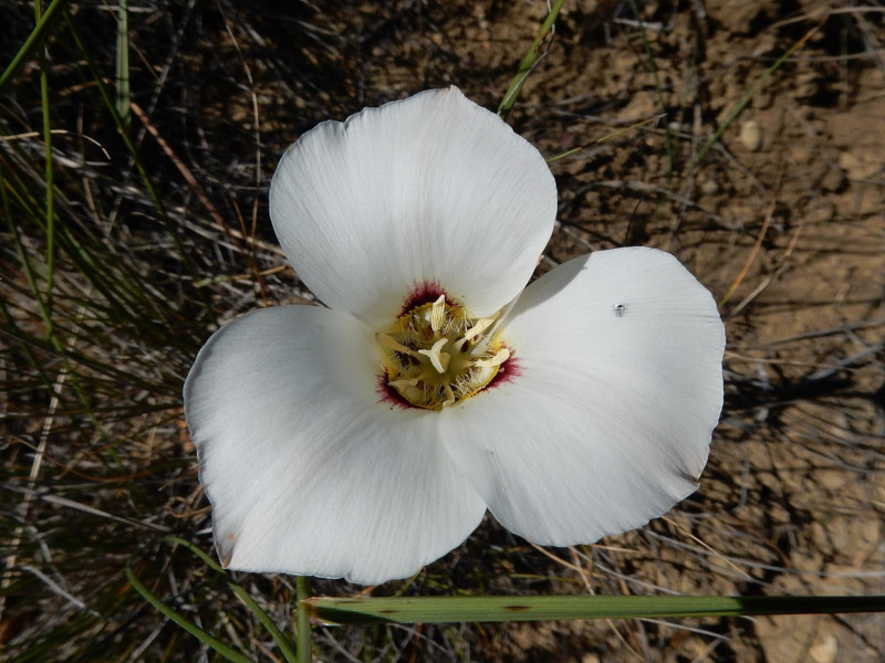 Sego Lily, Calochortus nuttallii