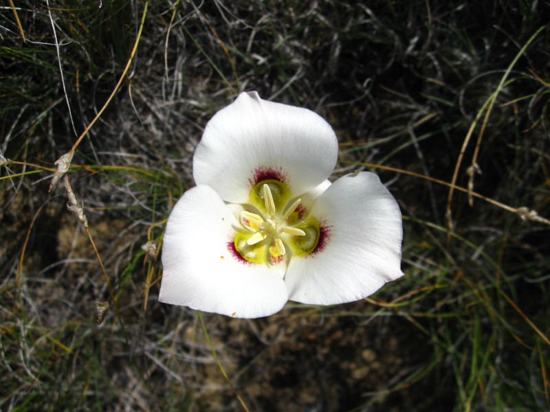 Sego Lily, Calochortus nuttallii