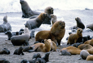 South American Sea Lion, Otaria flavescens