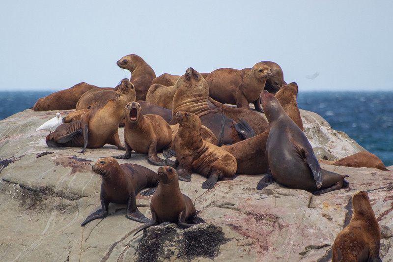 South American Sea Lion, Otaria flavescens