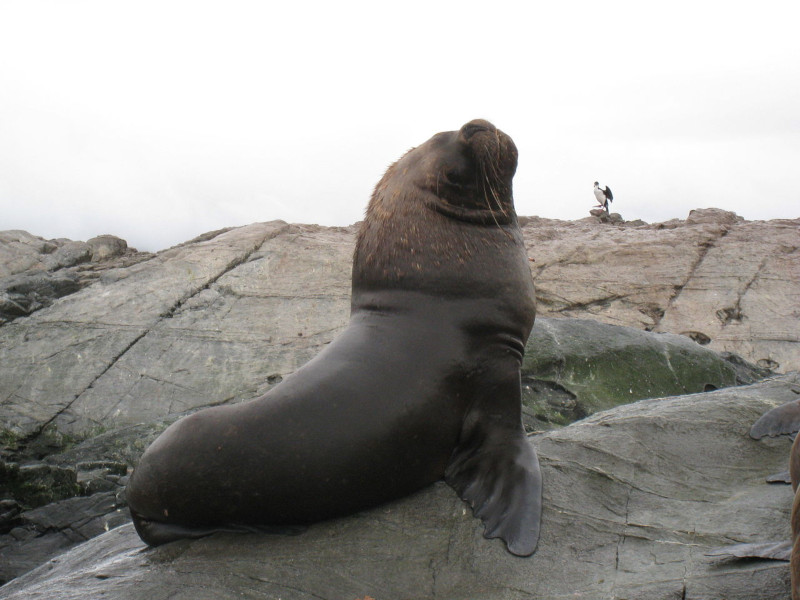 South American Sea Lion, Otaria flavescens