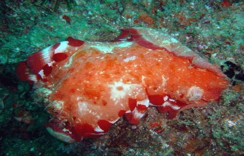 Spanish Dancer, Hexabranchus sanguineus