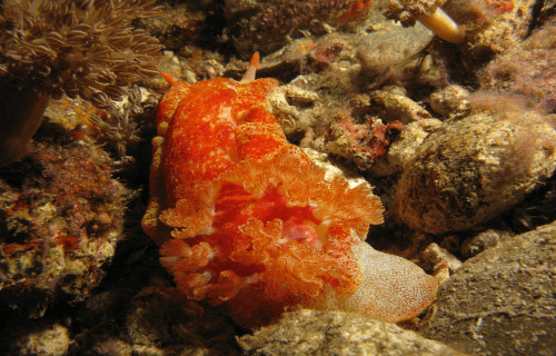 6 Startling Marine Slugs