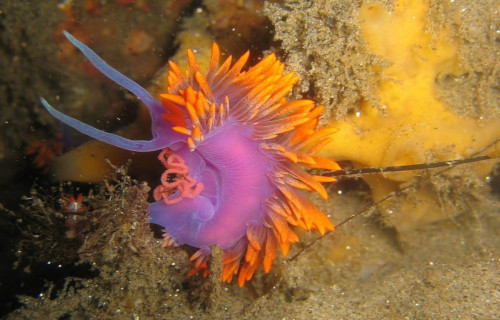 Spanish Shawl, Flabellinopsis iodinea