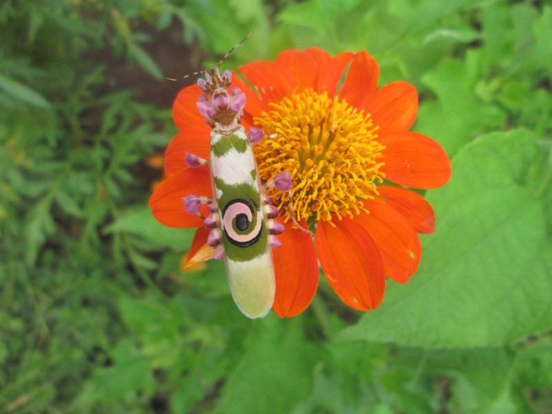 Spiny Flower Mantis, Pseudocreobotra wahlbergii