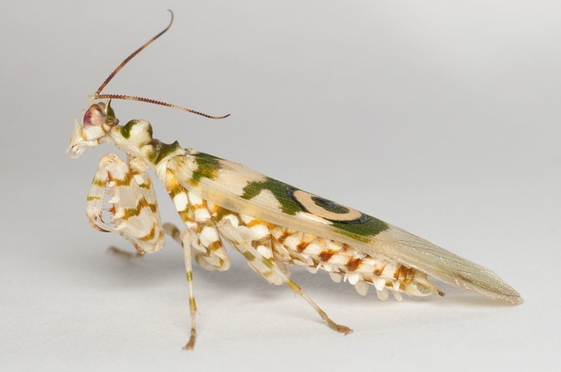 Spiny Flower Mantis, Pseudocreobotra wahlbergii