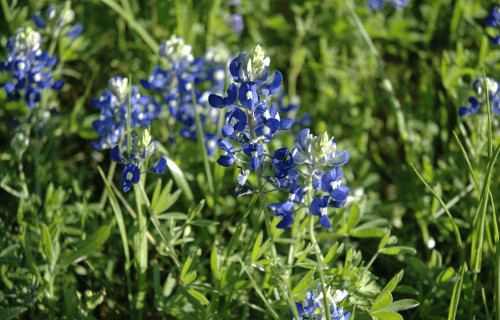 Texas Bluebonnet, Lupinus texensis