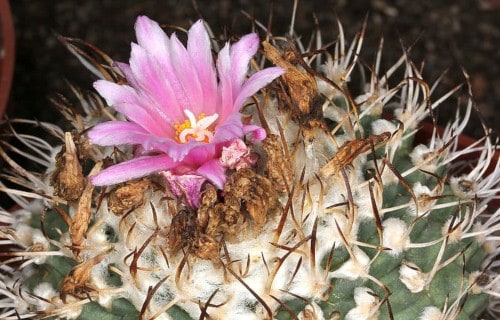 Turbinicarpus alonsoi