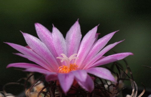 Turbinicarpus alonsoi