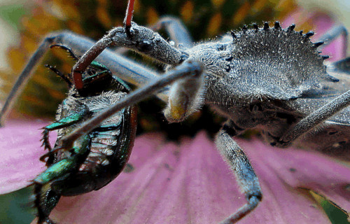 5 Astonishing True Bugs