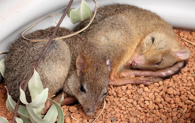 Woylie, Bettongia penicillata