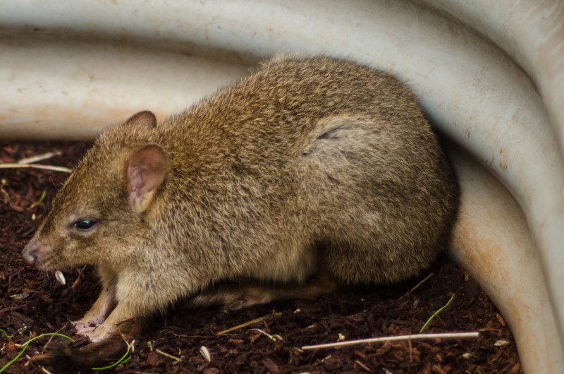 Woylie, Bettongia penicillata