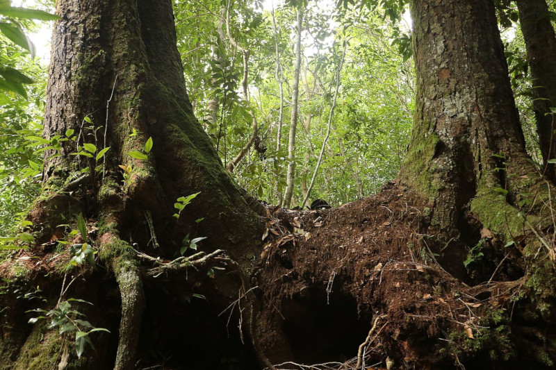 Antarctic Beech, Nothofagus moorei