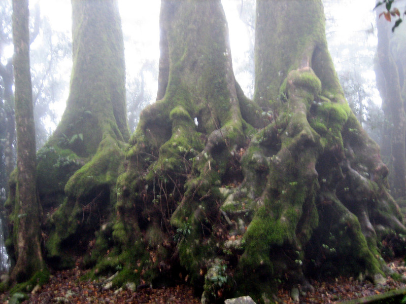 Antarctic Beech, Nothofagus moorei