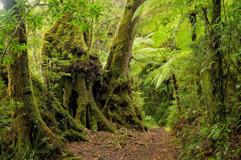 Antarctic Beech, Nothofagus moorei