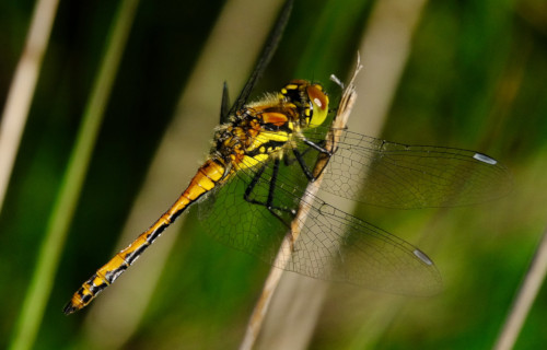 5 Magnificent Odonata