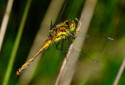 Black Darter, Sympetrum danae