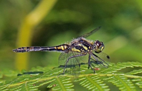 Black Darter, Sympetrum danae