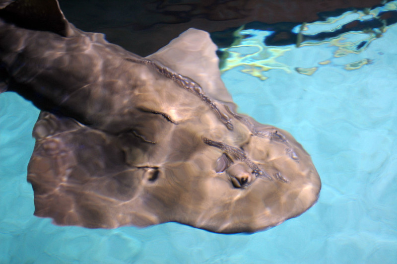 Bowmouth Guitarfish, Rhina ancylostoma