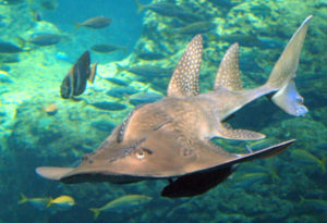 Bowmouth Guitarfish, Rhina ancylostoma