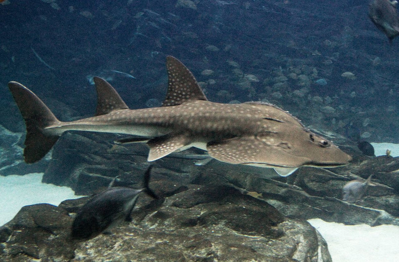 Bowmouth Guitarfish, Rhina ancylostoma