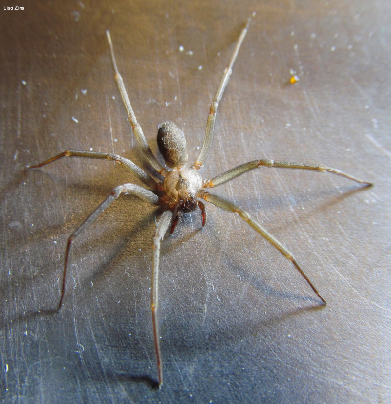 Brown Recluse Spider, Loxosceles reclusa