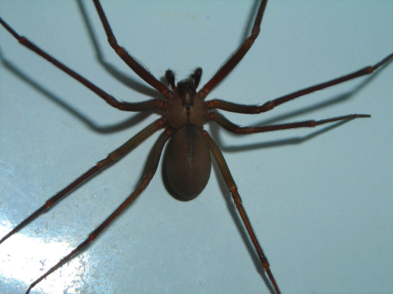 Brown Recluse Spider, Loxosceles reclusa