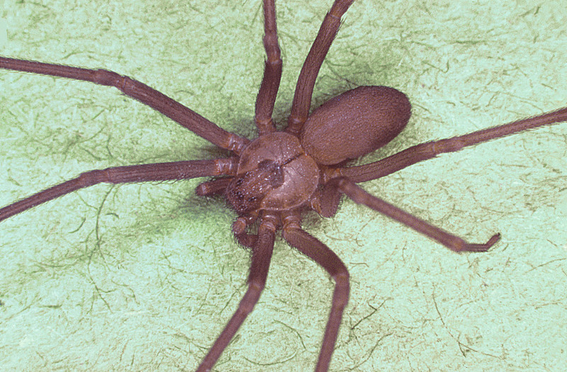 Brown Recluse Spider, Loxosceles reclusa