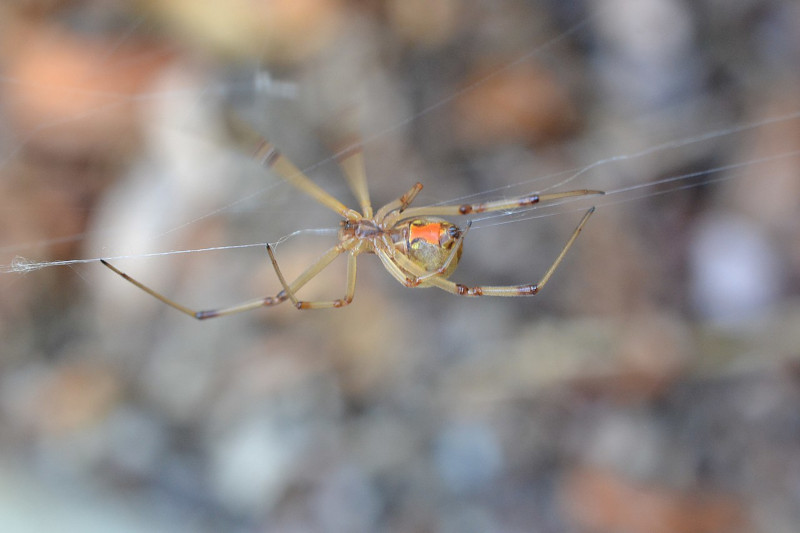 Brown Widow Spider, Latrodectus geometricus