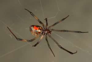 Brown Widow Spider, Latrodectus geometricus
