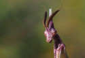 Conehead Mantis, Empusa pennata
