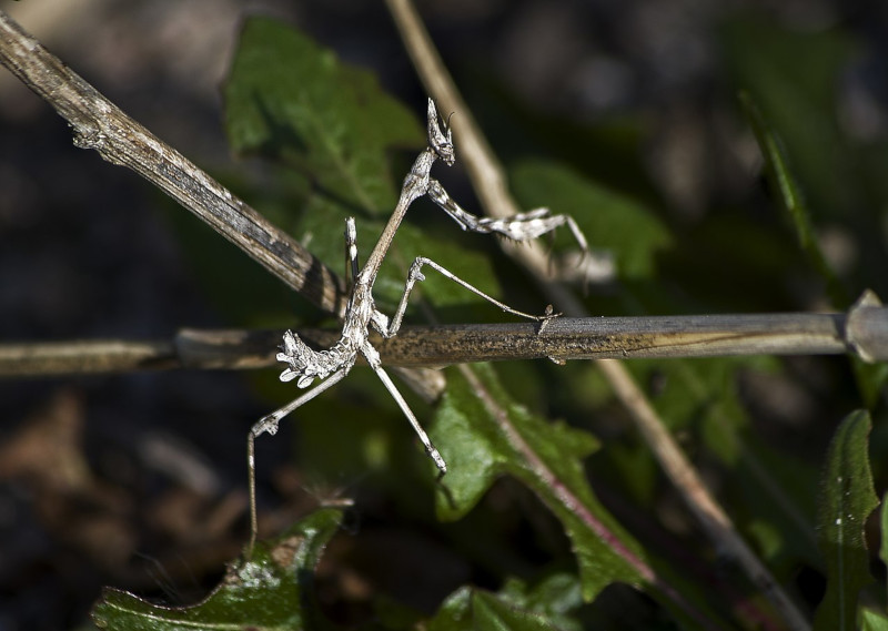 Conehead Mantis, Empusa pennata