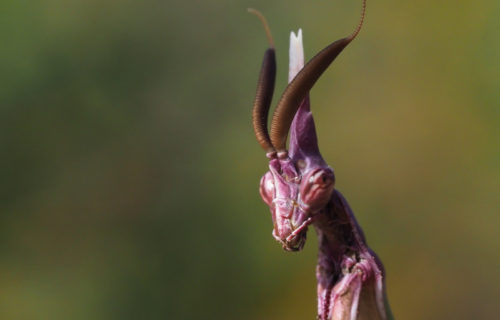 3 Marvelous Mantises of Europe