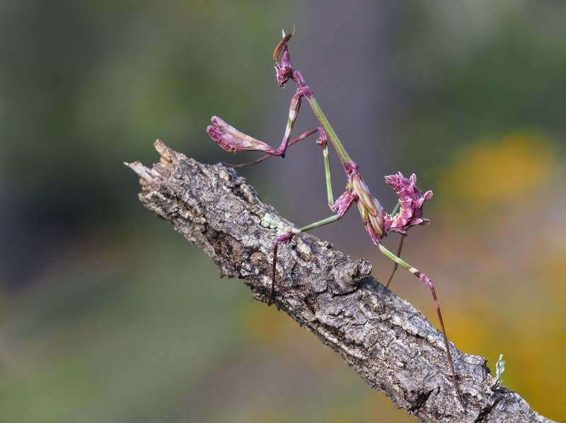 Conehead Mantis, Empusa pennata