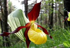 Cypripedium calceolus