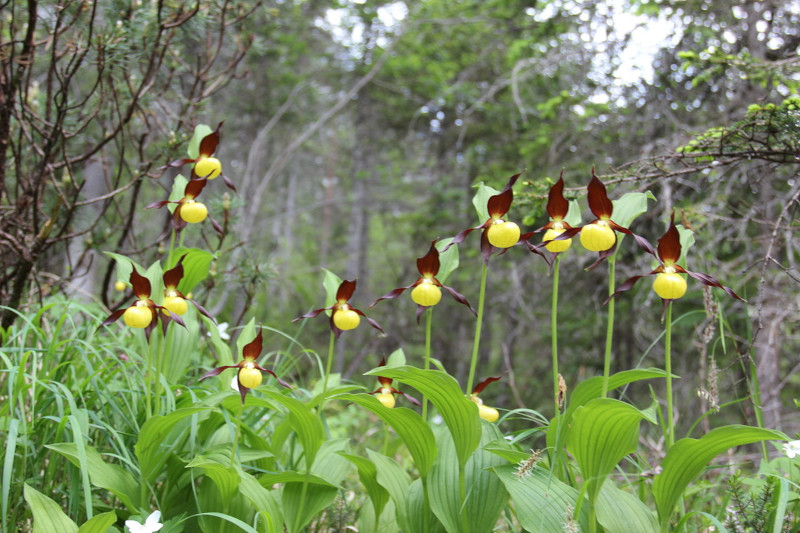 Cypripedium calceolus