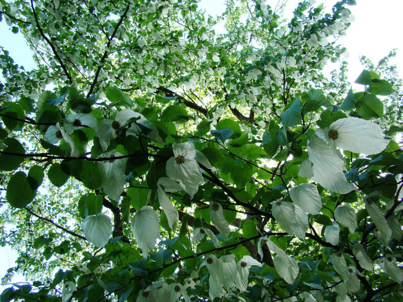 Dove Tree, Davidia involucrata