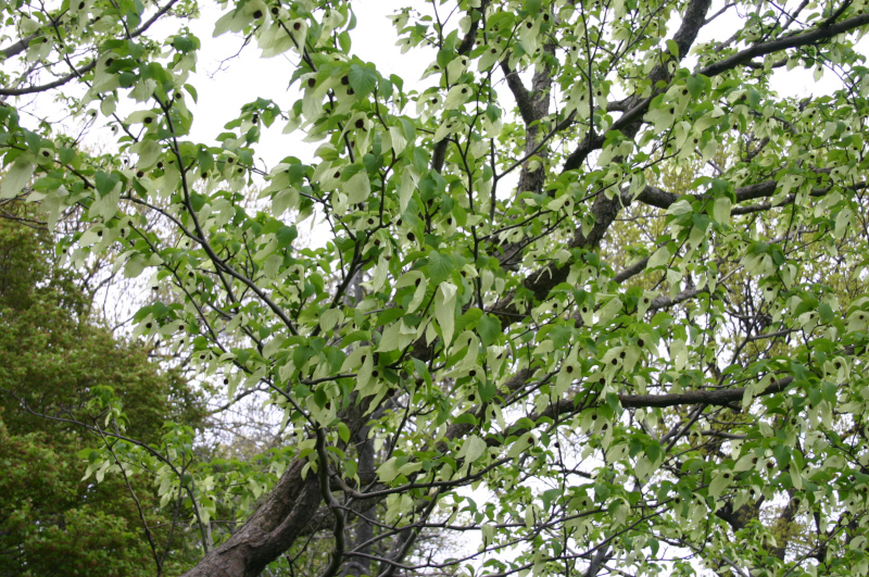 Dove Tree, Davidia involucrata