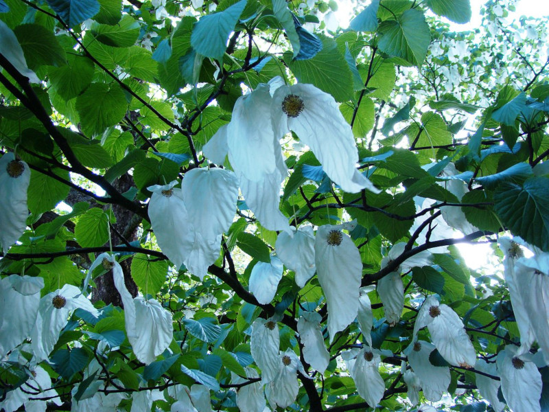 Dove Tree, Davidia involucrata