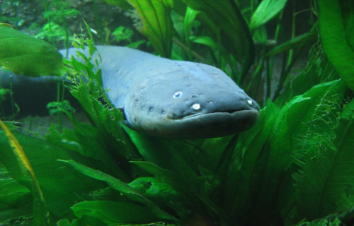 Electric Eel, Electrophorus electricus