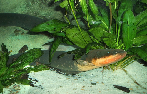 4 Stunning Marine Eels