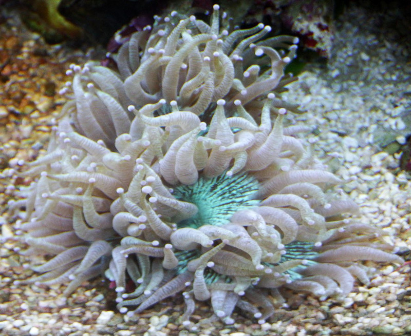 Elegance Coral, Catalaphyllia jardinei